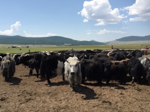 Yaks from white to black