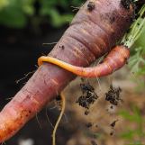 carrot parent and child